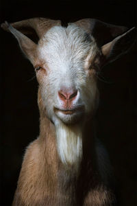 Close-up portrait of goat