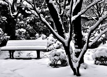 Snow covered tree against sky