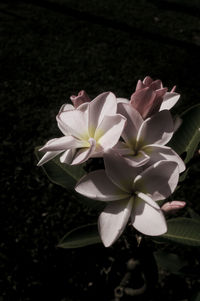 Close-up of white flowers