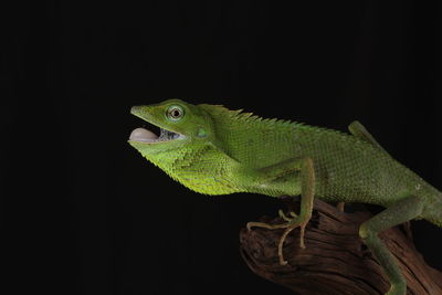 Close-up of lizard