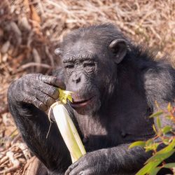 Portrait of a monkey eating food