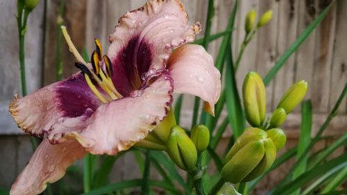 Close-up of raindrops on pink lily flowers