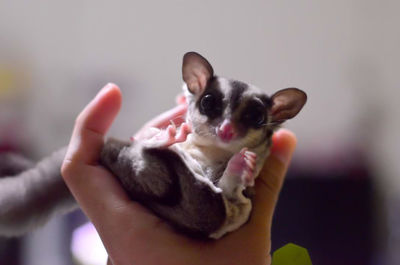 Close-up of hand holding baby