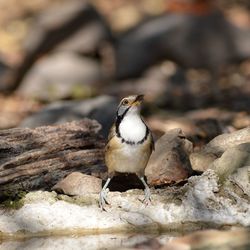 Close-up of bird perching on rock