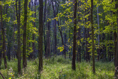 Trees in forest