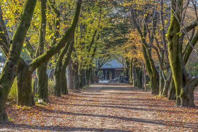 Footpath amidst trees in forest during autumn