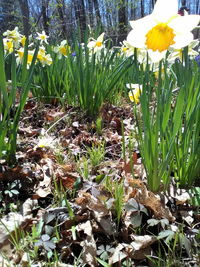 Close-up of crocus blooming on field