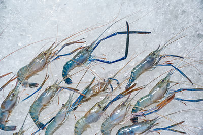 The blue shrimp on ice in the market