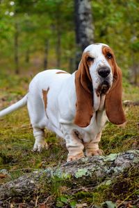 Portrait of dog standing on land