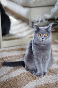 Portrait of cat sitting on floor