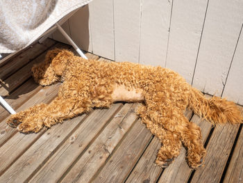 High angle view of an animal on hardwood floor