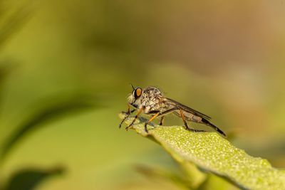 Close-up of insect on leaf