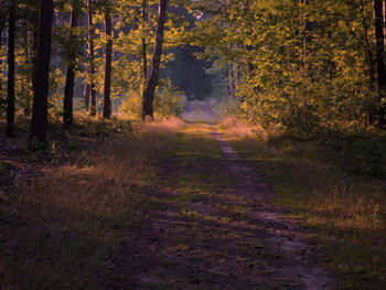 Scenic view of forest during autumn