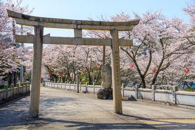 View of cherry trees in park