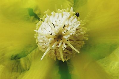 Close-up of insect on yellow flower