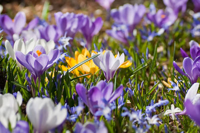 Close-up of purple crocus flowers on field