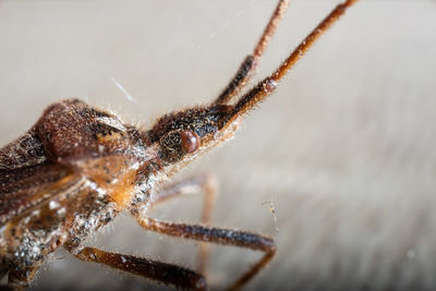 Close-up of spider on web