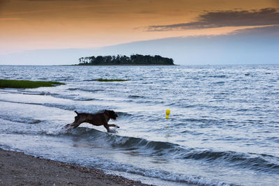 Dog on beach against sky during sunset