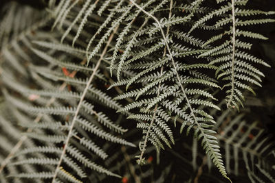 Close-up of fern leaves