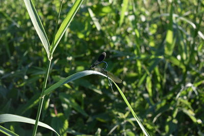 Close-up of a bird