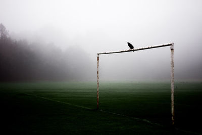 Bird perching on pole of soccer field