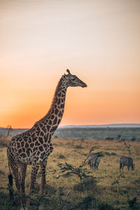 Giraffe in a sunset