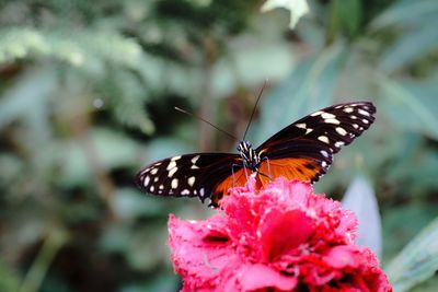 Close-up of butterfly pollinating on flower