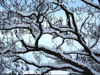 Low angle view of bare trees against sky