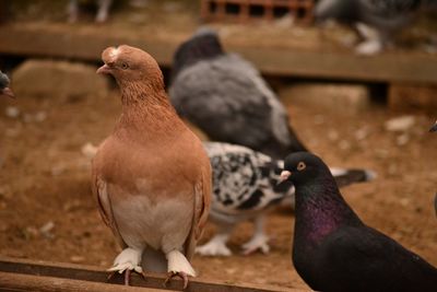 Close-up of pigeons perching on wall