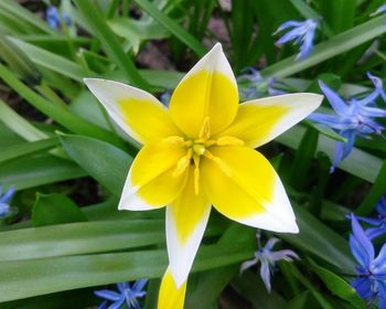 Close-up of yellow flower blooming outdoors
