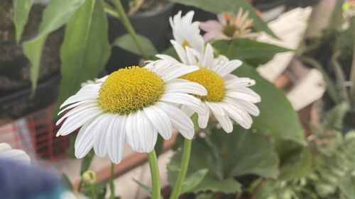 Close-up of white flowering plant