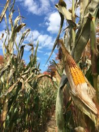 Corn growing on field against sky