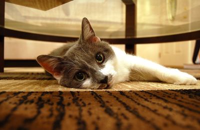 Close-up portrait of cat relaxing on floor