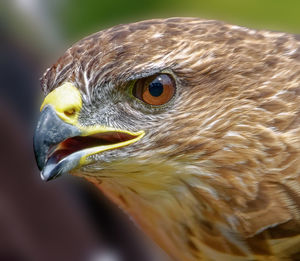 Close-up of eagle