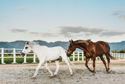 Side view of horses at stable against sky