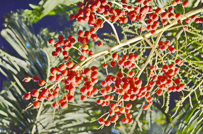 Close-up of red berries growing on plant