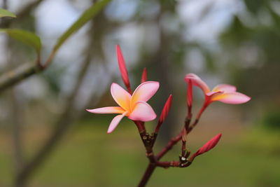 Close-up of pink flower