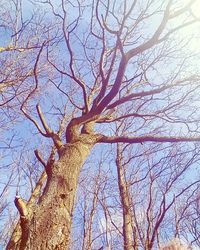 Low angle view of bare tree in forest