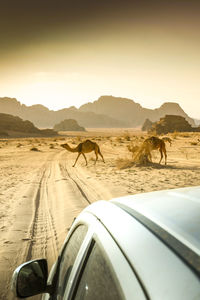 Side view of camels on road