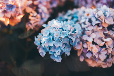 High angle view of purple flowering plant