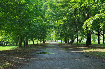 Road amidst trees in park