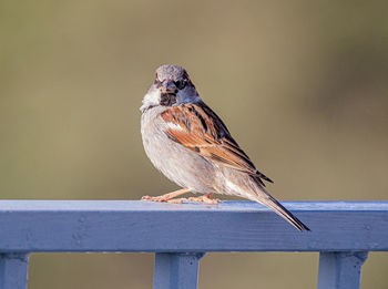 Close-up of bird perching on railing