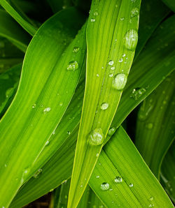 Close-up of water drops on green leaves during rainy season