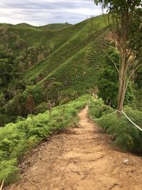 Road amidst trees in forest