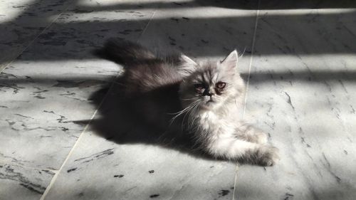 Portrait of kitten sitting on floor