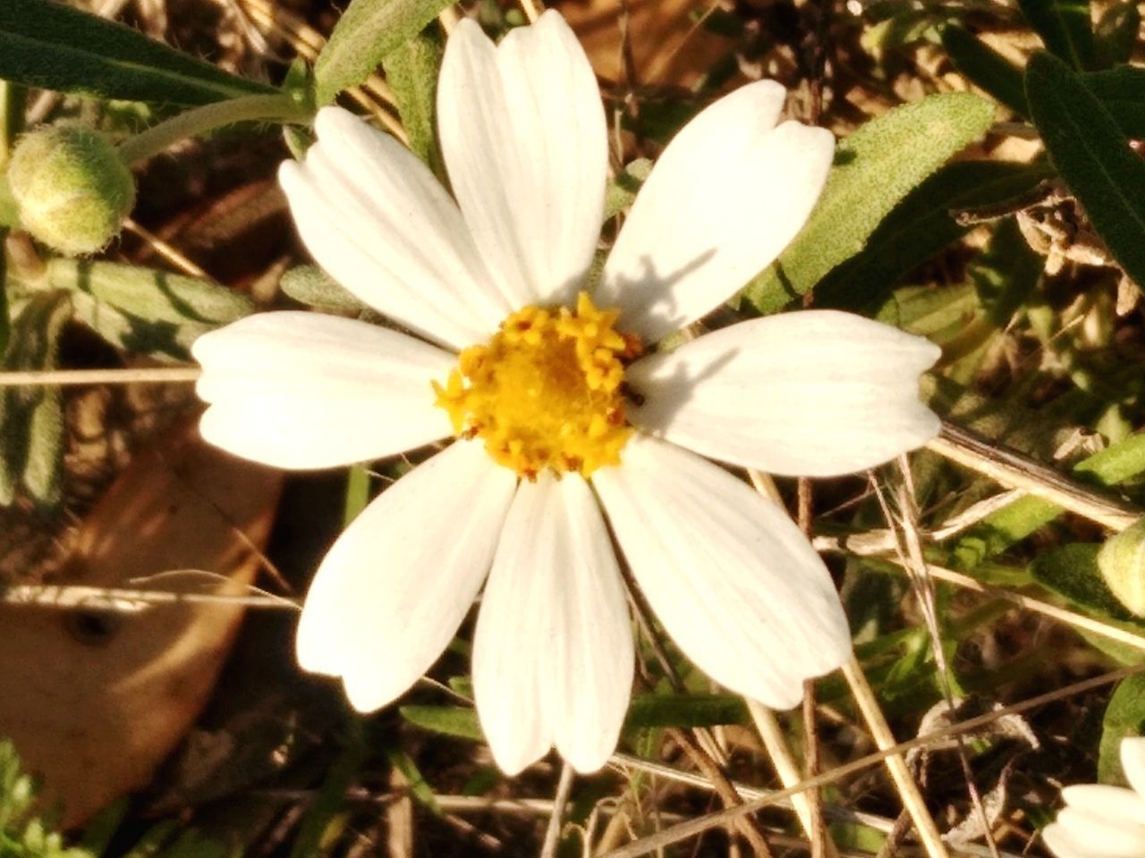 HIGH ANGLE VIEW OF WHITE FLOWERING PLANT