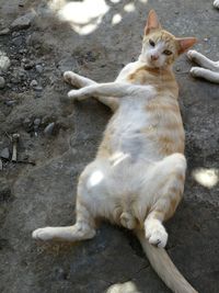 View of a cat looking away