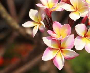 Close-up of pink flowers blooming outdoors