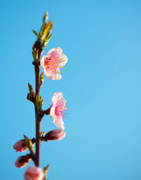 Close-up of pink cherry blossoms against clear blue sky
