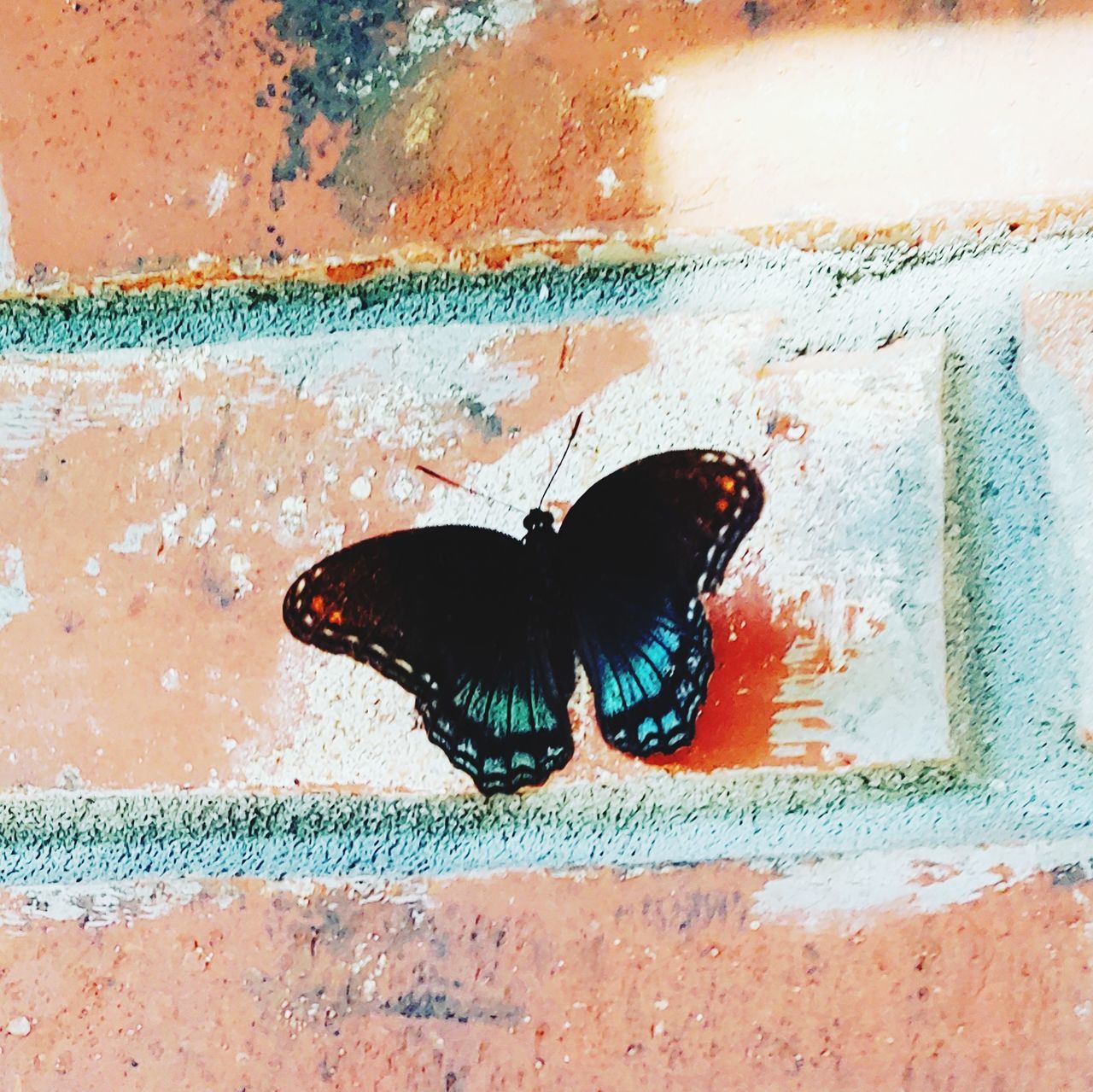 animal, invertebrate, animal themes, insect, animal wildlife, animals in the wild, one animal, animal wing, no people, day, close-up, black color, wall, wall - building feature, butterfly - insect, outdoors, nature, built structure, architecture, beauty in nature